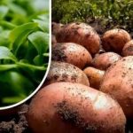 A föld olyan lesz, mint a pehely: egy kertész elmondta, mit kell vetni a burgonya betakarítása után A föld olyan lesz, mint a pehely: egy kertész elmondta,