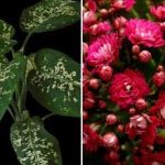 Három szobanövény, amelyek vonzzák a kártevőket otthonába