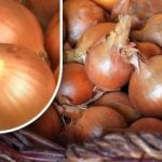 Hogyan tartósítsuk a hagymát, hogy nyár előtt ne csírázzon ki: