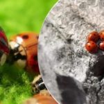 Repülőgépekről tenyésztik és dobják le: a sáskák után új kártevő