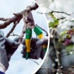 A kertnek télen is szüksége van gondozásra: melyik 8 növényt