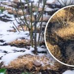 Ez az a hiba, amit a legtöbben elkövetnek: amikor a téli mulcs tönkreteheti a kertet. Ez az a hiba, amit a legtöbben elkövetnek: amikor a