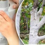 Hatékonyabb, mint a meszelés: egyszerű módja a fák fagy- és rágcsálómentesítésének Hatékonyabb, mint a meszelés: egyszerű módja a fák fagy- és