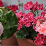 Hogyan lehet a muskátlikat télen virágozni: egy olcsó tabletta a