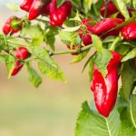 Hogyan termeszthetünk csípős paprikát otthon: 12 fontos tipp
