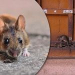 Igazi sokk a rágcsálóknak: egy egyszerű összetevő azonnal „kisöpri” az