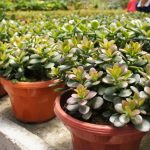 Miért hal el a pénzfa: kertészek elárulták a növényápolás hibáit