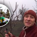 Ne késlekedjen: a szakértő elárulja, hogyan hatékonyabb a téli metszés