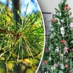 Nem kell kidobni: Így hasznosítsuk a karácsonyfa tűlevelét
