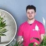 Nem virágzik a Spathiphyllum: a szakértők elárulják, hogyan lehet egyszerűen, házilag újraéleszteni a növényt Nem virágzik a Spathiphyllum: a szakértők elárulják, hogyan lehet egyszerűen,