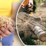 Tönkreteheti a talajt: Milyen fák fűrészporát nem szabad mulcsnak használni Tönkreteheti a talajt: Milyen fák fűrészporát nem szabad mulcsnak használni